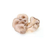 平菇【约500g】 商品缩略图2