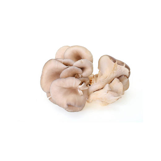 平菇【约500g】 商品图2