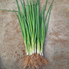 香葱-份【约100g】 商品缩略图1