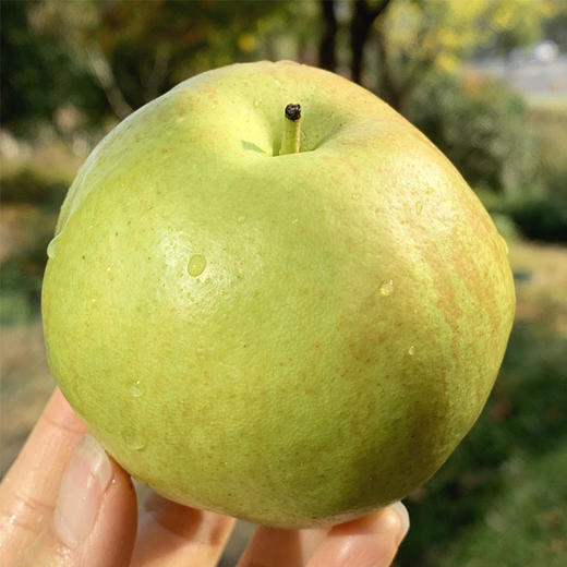 隰县富硒玉贵妃玉露香梨果肉呈蜂蜜色肉质酥嫩水润香甜咬一口一汪蜜汁