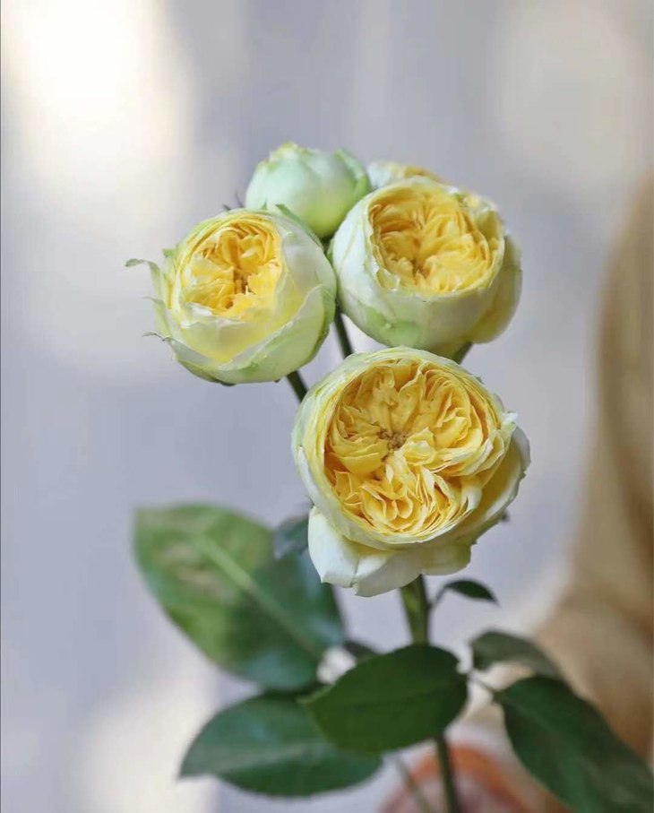 昆明发货逸禾多头花园玫瑰凯特琳娜910枝60cm