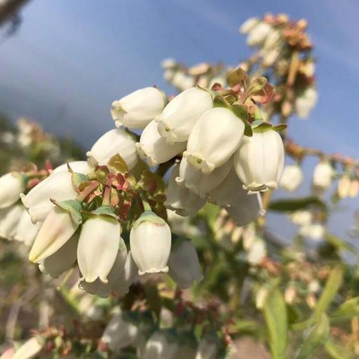 蓝莓蜜500克限时买二送一  商品图12