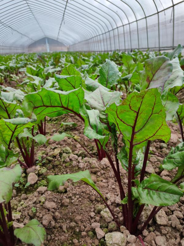 红根甜菜5斤装农科院合作项目功能型t8优化品种健康养生