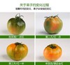 丹东精品铁皮柿子2300g~2500g/份 商品缩略图3