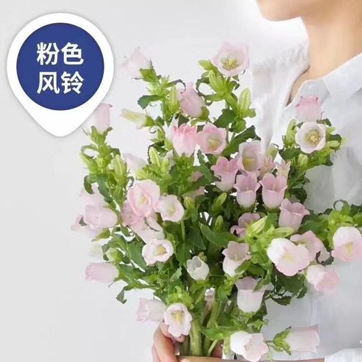 【感恩 温柔的爱】风铃花  多色可选  若干枝/扎 商品图1
