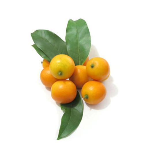 金桔【约450g-500g】 商品图1