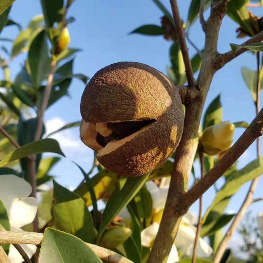 【御柚堂】山柚油