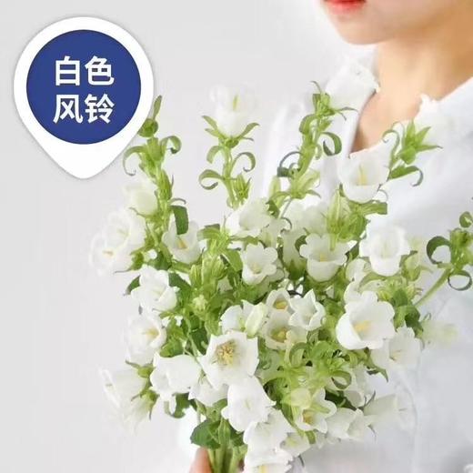 【感恩 温柔的爱】风铃花  多色可选  若干枝/扎 商品图3