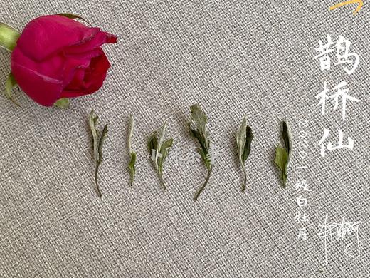 【春天的回响】2020一级白牡丹《鹊桥仙》，花香落水，水香清雅（80克品鉴装） 商品图5