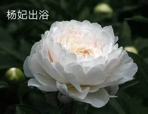 甘肃大芍药杨妃出浴810支