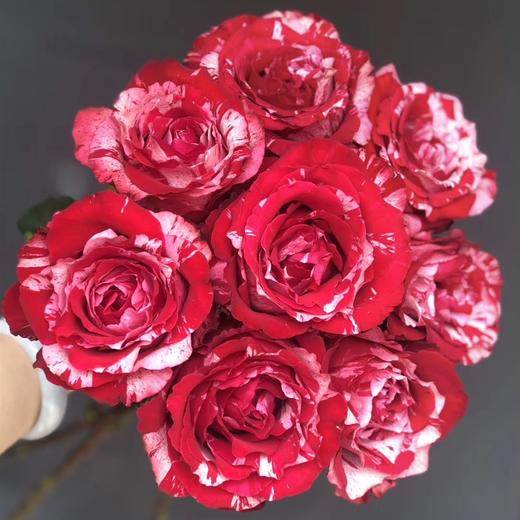 逸禾昆明优质玫瑰幸运女神江浙沪皖京东顺丰包邮