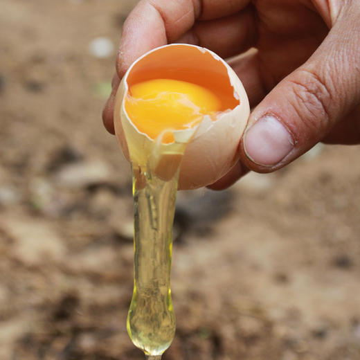 太行山农家散养土鸡蛋 40枚 商品图1