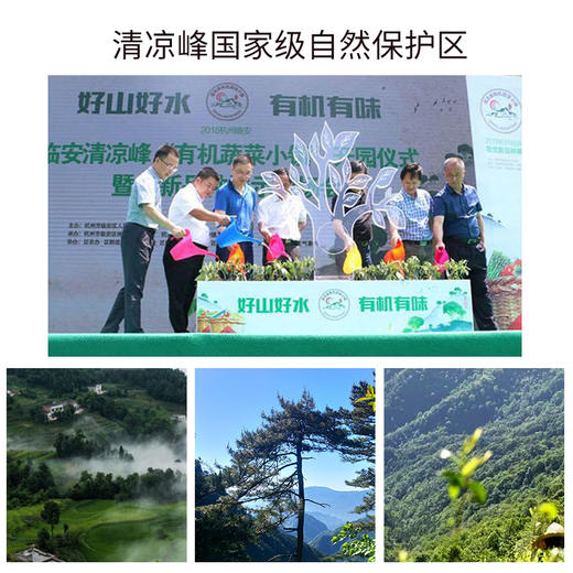 【2026新茶】清凉峰国家保护区内海拔1000米高山茶 手工炒制龙井群体种绿茶 商品图3