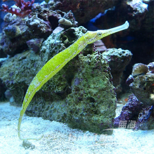 绿海龙（拟海龙） 商品图7