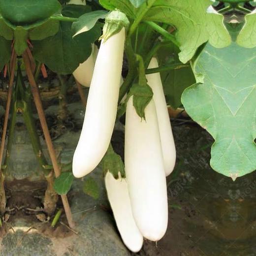 德福白茄子农场自产无化肥绿色等级生产500g