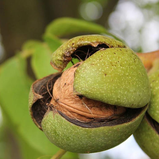 有机薄皮核桃 商品图2