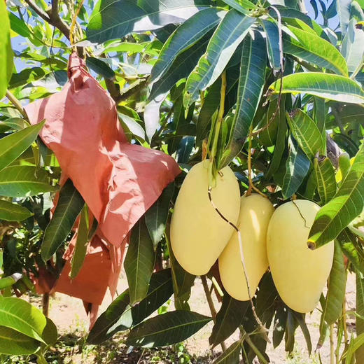 海南黄玉芒果皮薄多汁口感纯正