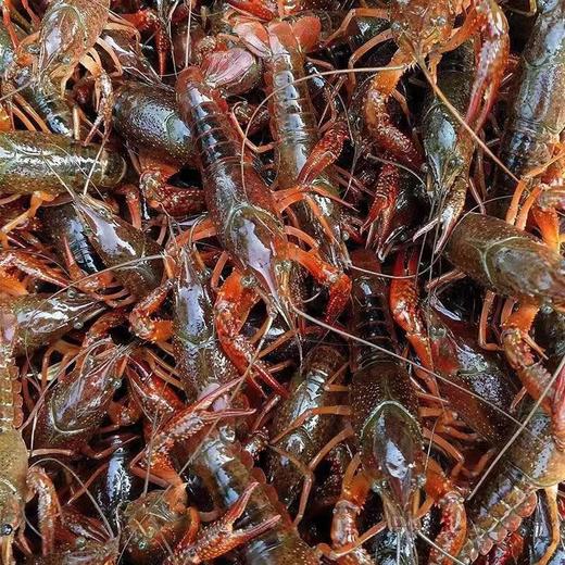 鲜活野生小龙虾3斤只需58元