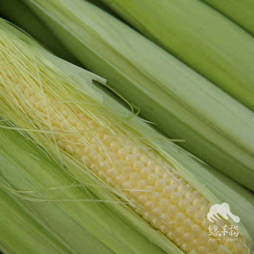 生态玉米笋 | 绿家自产*Ecological baby corn | Self-production 商品图1