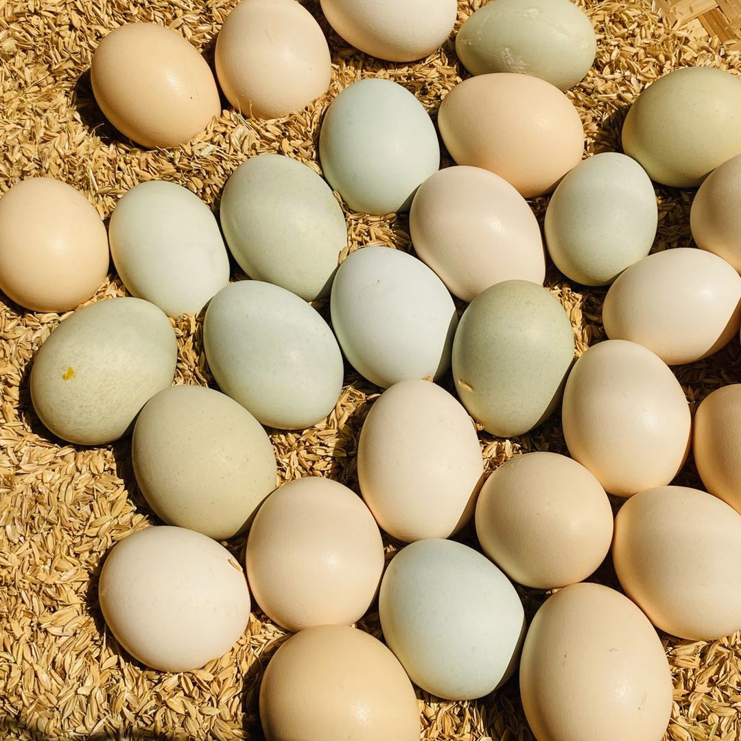 太行山农家散养土鸡蛋 40枚