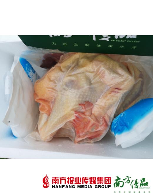 【珠三角包邮】南罗百香鸡 大阉鸡  2.7斤-3.1斤 /只 （1月30日到货） 商品图1