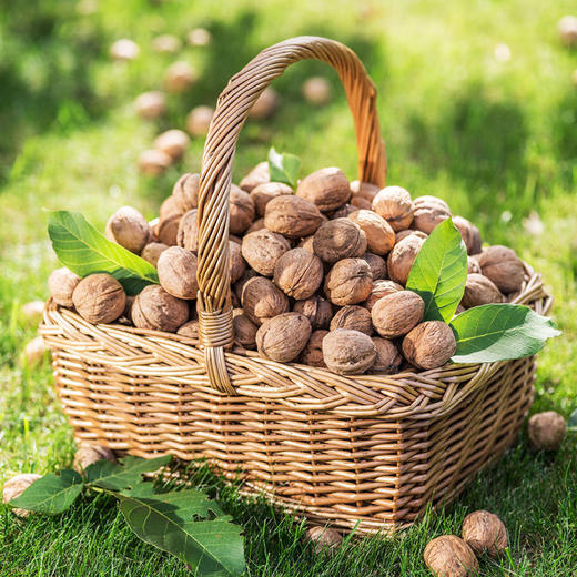 有机薄皮核桃 商品图4