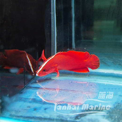 夏威夷草莓 商品图1