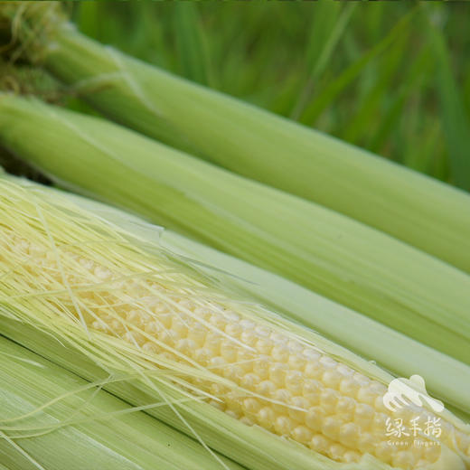 生态玉米笋 | 绿家自产*Ecological baby corn | Self-production 商品图2