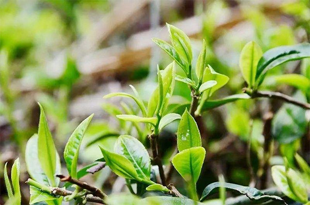 阿里山奶香金萱茶有天然奶香臺灣茶王親制