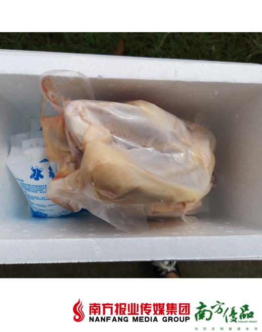 【珠三角包邮】南罗百香鸡 母鸡 2.1斤-2.4斤/只 （1月30日到货） 商品图1