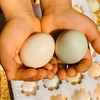 太行山农家散养土鸡蛋 40枚 商品缩略图4