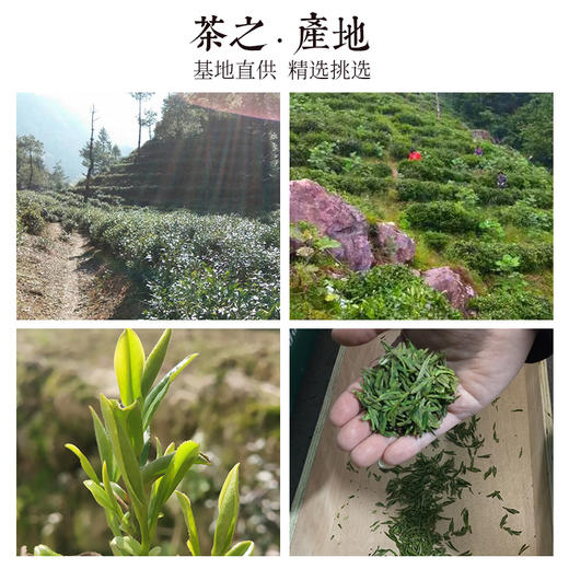 【2026新茶】清凉峰国家保护区内海拔1000米高山茶 手工炒制龙井群体种绿茶 商品图2