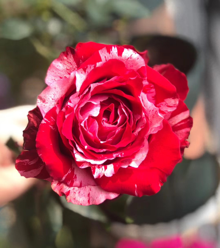 逸禾昆明优质玫瑰幸运女神江浙沪皖京东顺丰包邮