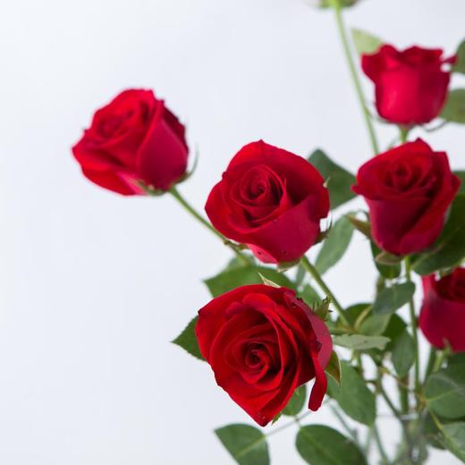 国产玫瑰ZS-卡罗拉-B级-20枝/扎 商品图0