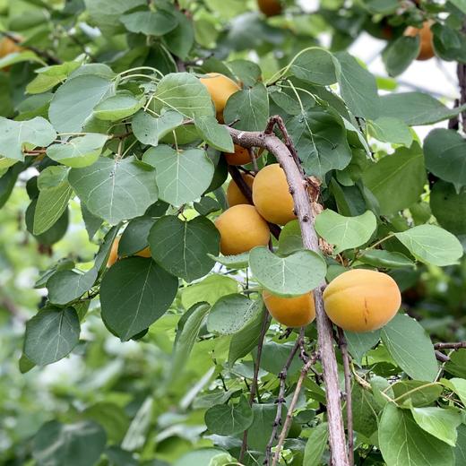 初夏杏子采摘，畅吃！ 商品图3