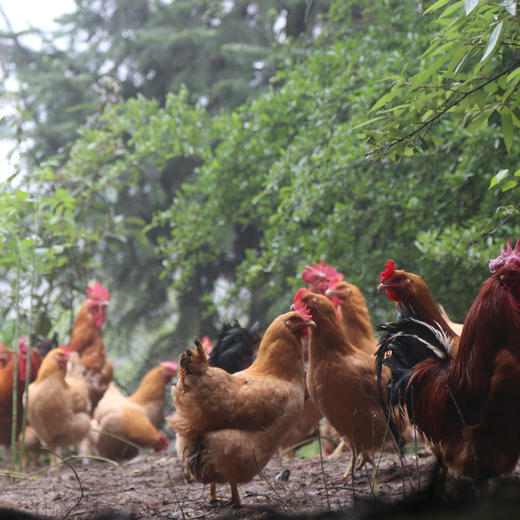 黔北黄油老母鸡【冷链配送】 商品图1