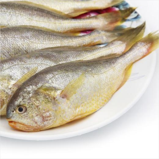 【海鲜】冰鲜大头子梅鱼3条约170g 商品图1
