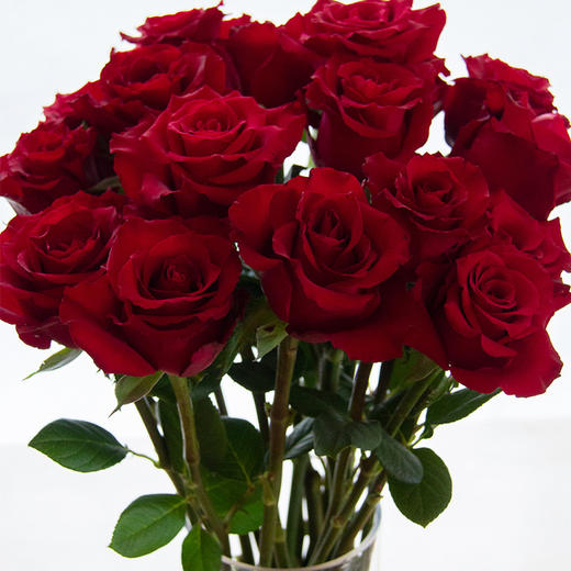 精选出口级罕见品种红丝绒质感精品红玫瑰鲜花20支顺丰空运
