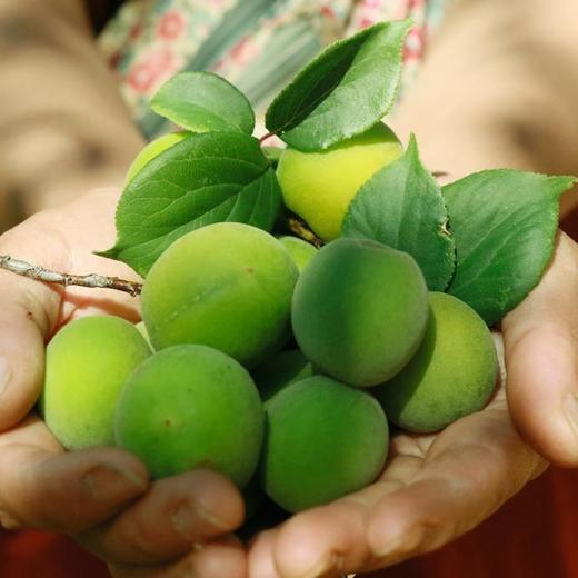 下单后不退单不改地址请谨慎云南新鲜野生青梅5斤装个头中等偏小介意