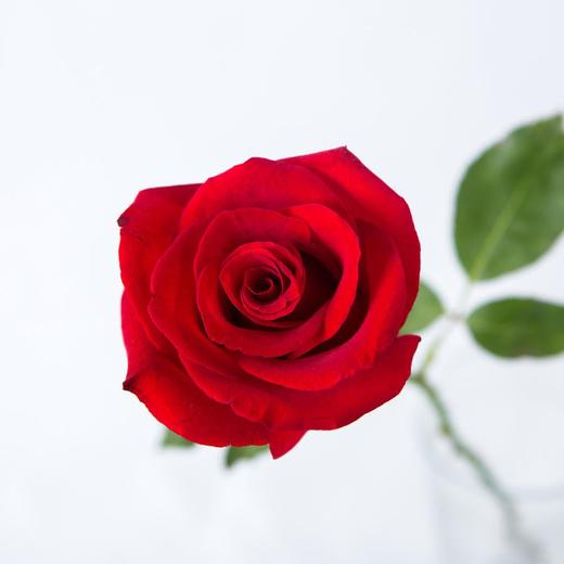 国产玫瑰ZS-卡罗拉-B级-20枝/扎 商品图1