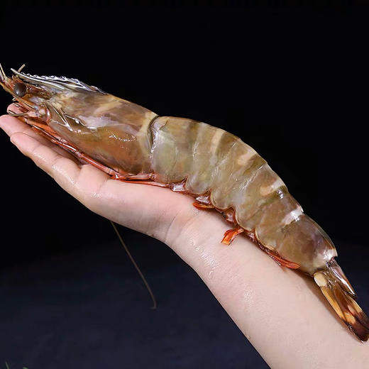 深海捕捞泰国爆膏手臂虾一对500g600g