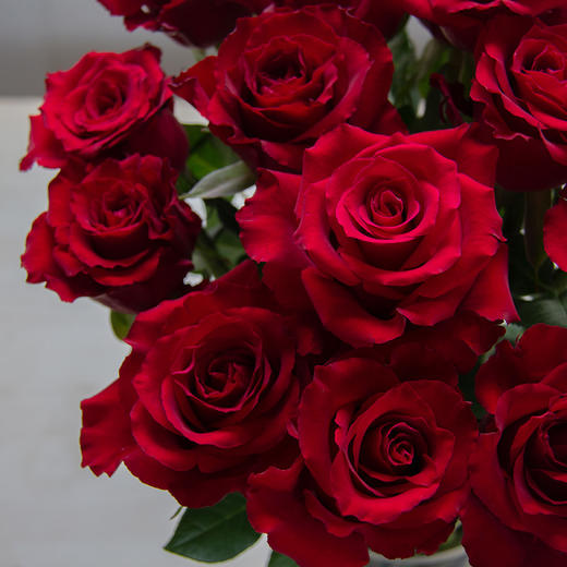 精选出口级罕见品种红丝绒质感精品红玫瑰鲜花20支顺丰空运