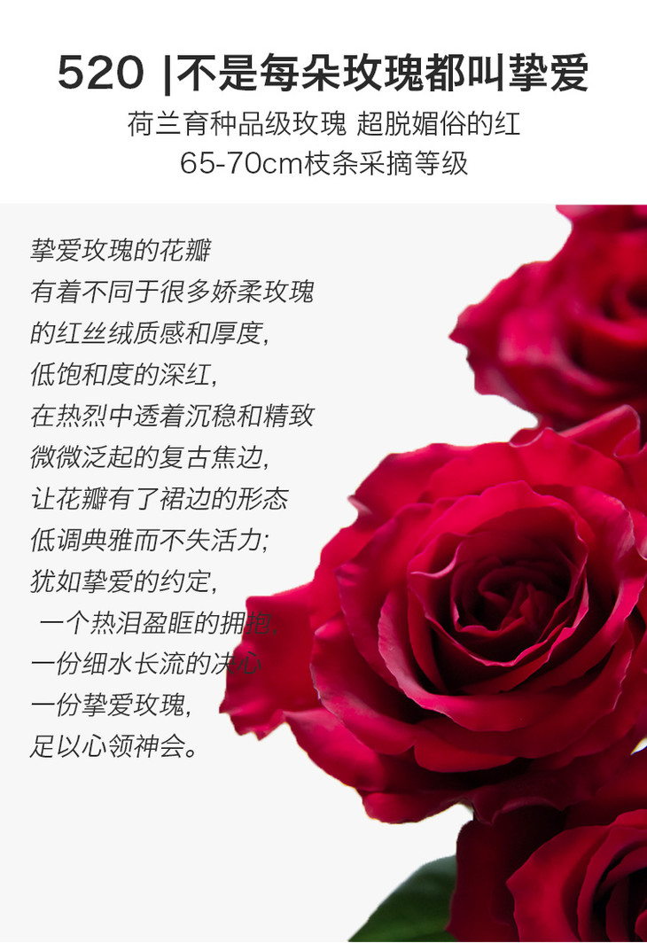 精选出口级罕见品种红丝绒质感精品红玫瑰鲜花20支顺丰空运