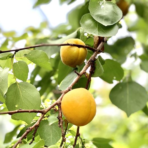 初夏杏子采摘，畅吃！ 商品图2