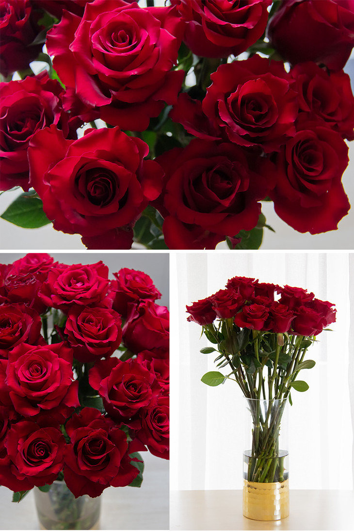 精选出口级罕见品种红丝绒质感精品红玫瑰鲜花20支顺丰空运