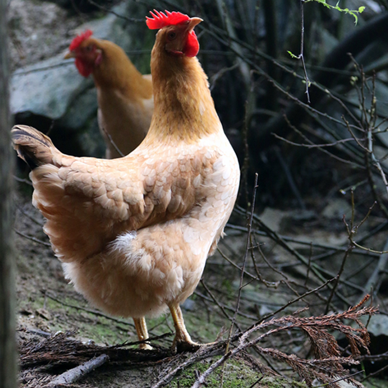 黔北黄油老母鸡【冷链配送】