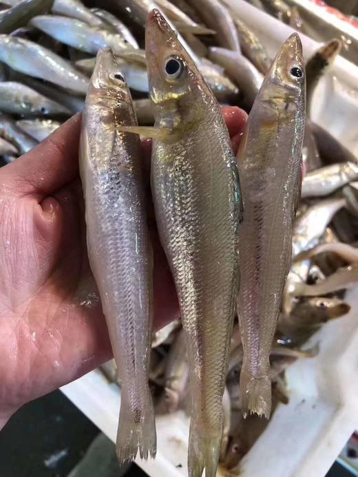 浅海幼鳞沙尖约半斤34条
