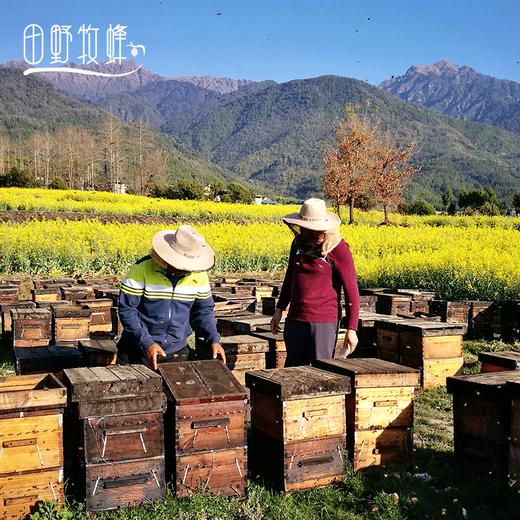 【2025新采头茬春浆】田野牧蜂蜂王浆新鲜王浆天然蜂皇浆旗舰店正品蜂乳 商品图3