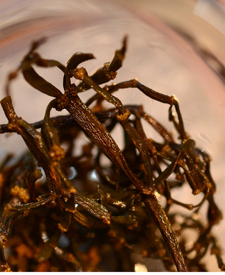 百里遥2019年滑竹梁子峰顶古茶树螃蟹脚50克罐