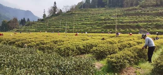 CY恩施黄金芽100g礼盒装 商品图4